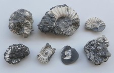 Lotto 7 Matrici Fossili