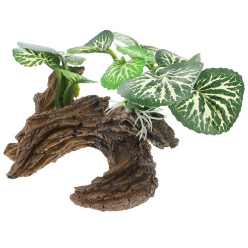 Pianta per terrario - ,