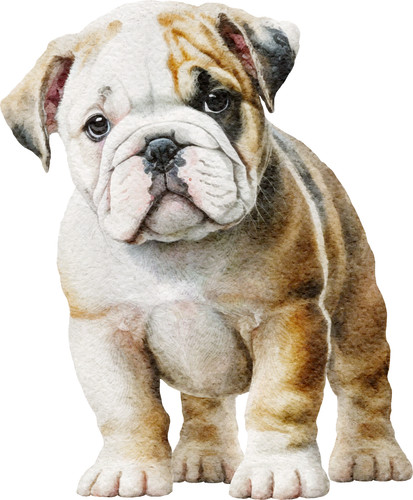 Adesivi auto bulldog inglese - bulldog,