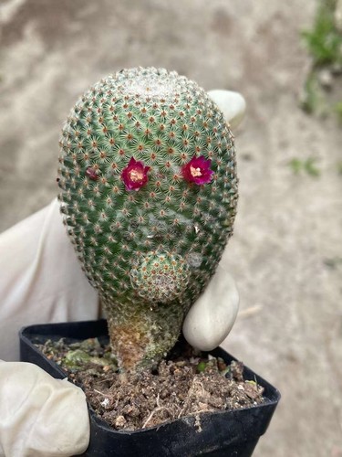 Rara pianta succulenta