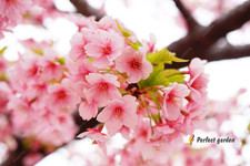 20 Semi Sakura Giapponese Rosa