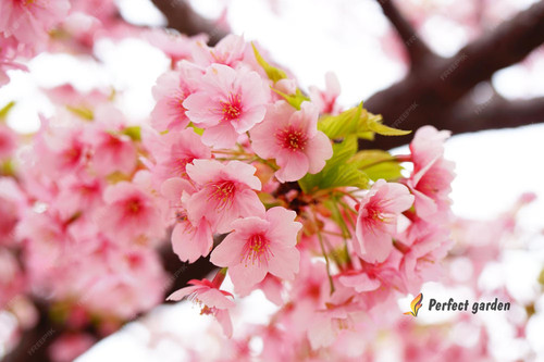 Semi sakura giapponese - giapponese, rosa