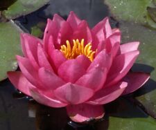 Pianta rizoma nymphea rustica rossa Ninfea James Brydon - acquatica