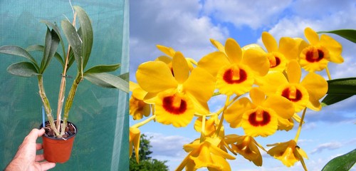 Dendrobium chrysotoxum