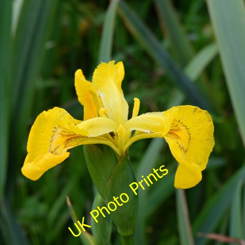 Photo 6x4 yellow - 6x4,