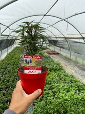 NON DISPONIBILE PIANTA