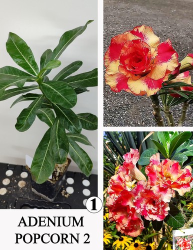 Adenium popcorn rosa di - 2,