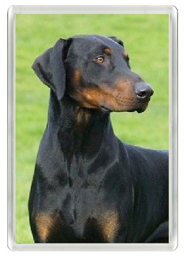 Doberman pinscher dog - doberman, fridge