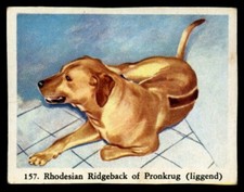 RHODESIAN RIDGEBACK Hound Dog