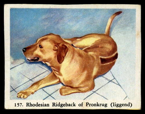 Rhodesian ridgeback hound dog - ridgeback,