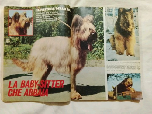 Cane pastore della brie - cane,