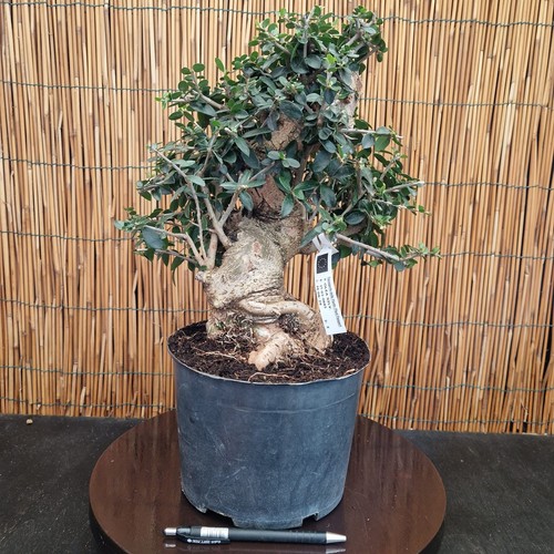Bonsai olivo silvestris h - bonsai,