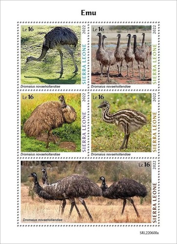 Emus emu flightless - emu, birds/bird
