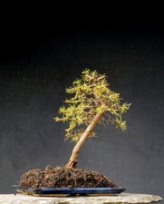 Bonsai di Larice Resistente