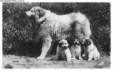 CD-BFP1-0921-CANE - Cane Dei