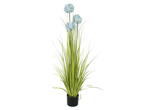 Europalms allium grass - allium,