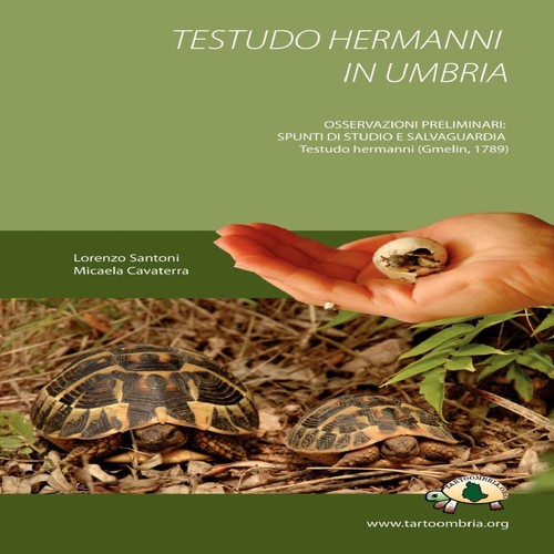 Testudo hermanni umbria - testudo, in