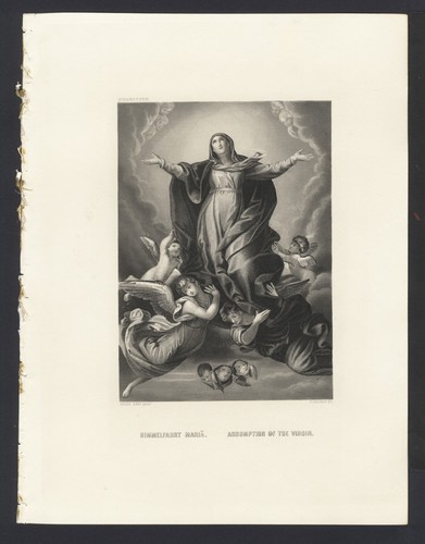 Assunzione della vergine - assunzione,