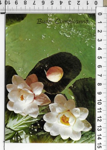Lotto 3 cartoline - 3,