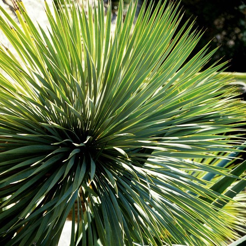 Dasylirion acrotrichum var