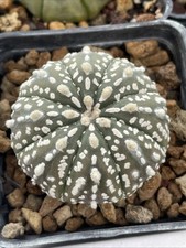 Astrophytum Asterias