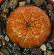 Euphorbia obesa ORANGE BALL - Pianta da baseball | Pianta di riccio di mare