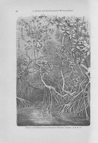 Mangrovie rhizophora coniugata - rhizophora,