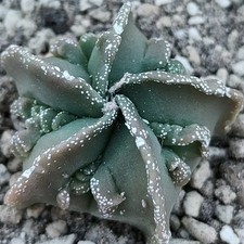 Astrophytum myriostigma