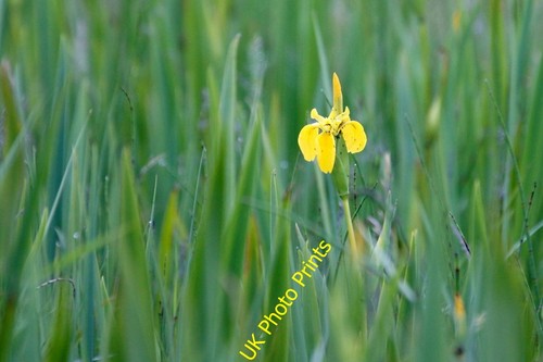 Photo 6x4 yellow - 6x4, iris