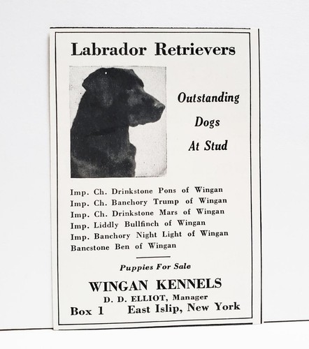 1936 wingan kennels - wingan, labrador