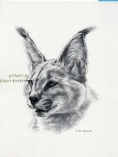 #105 RITRATTO CARACAL * stampa