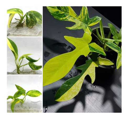 Sconto philodendron - 🔥sconto🔥3,