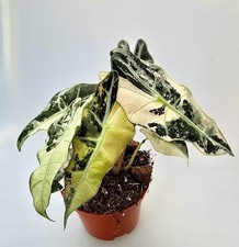 Alocasia Amazonica Multicolore