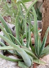 Aloe vera pianta 15 Cm