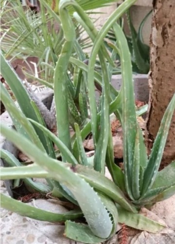 Aloe vera pianta cm - vera,