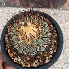 1pz Copiapoa cinerea VIP