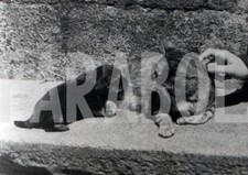 Foto vintage Cuccioli, mamma gatta e il cane, 1961, Stampa 18 x 13 cm