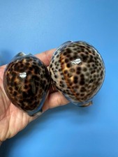 Set di 2 | 79 e 80 mm |