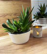 Set Di 3 Ciotole per Piante, 12 Cm, Colore Bianco, Effetto Rattan, Decorazione D