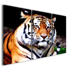 Quadri moderni Safari animali