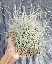clump of mallemontii