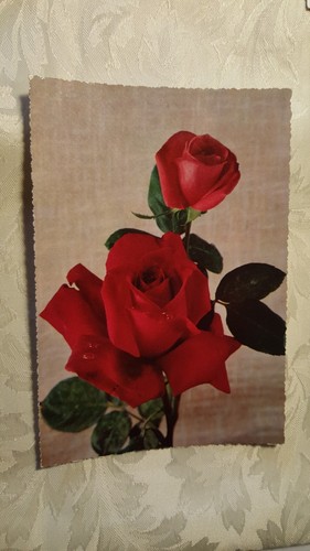 Cartolina fiori rose rosse - fiori,