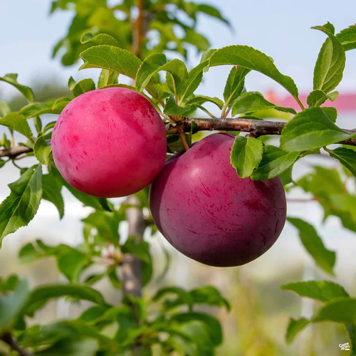 Pianta frutto susino - pianta, da