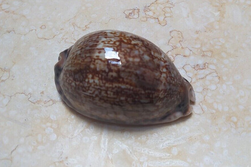 Cypraea grayana conchiglia - cypraea,