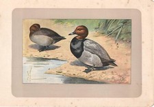 Stampa antica UCCELLI ANATRA MORIGLIONE Aythya ferina 1907 Old Antique Print