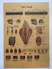 Poster anatomia umana poster