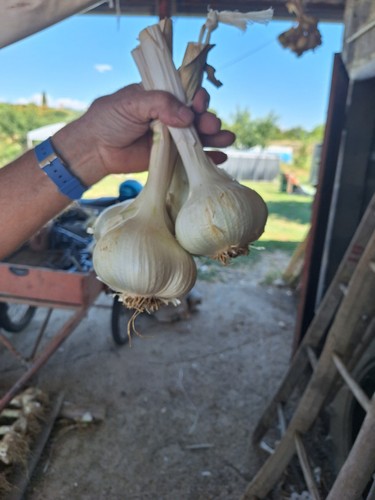 Aglione della val chiana - val, di