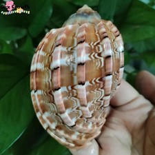 Grande arpa maggiore naturale