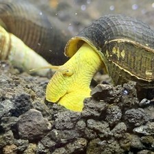 2 Yellow Sulawesi Rabbit