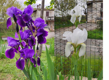 1 Rizoma iris Germanica